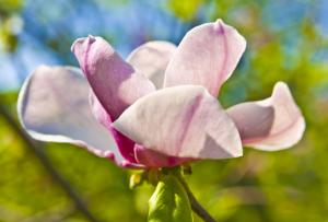 Photographer And Painter Irina Afonskaya Presents Collection Photos Magnolia Flowers